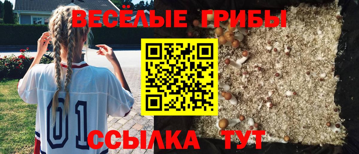 Сургут  Галлюциногенные грибы Psilocybe  Вход с VPN 